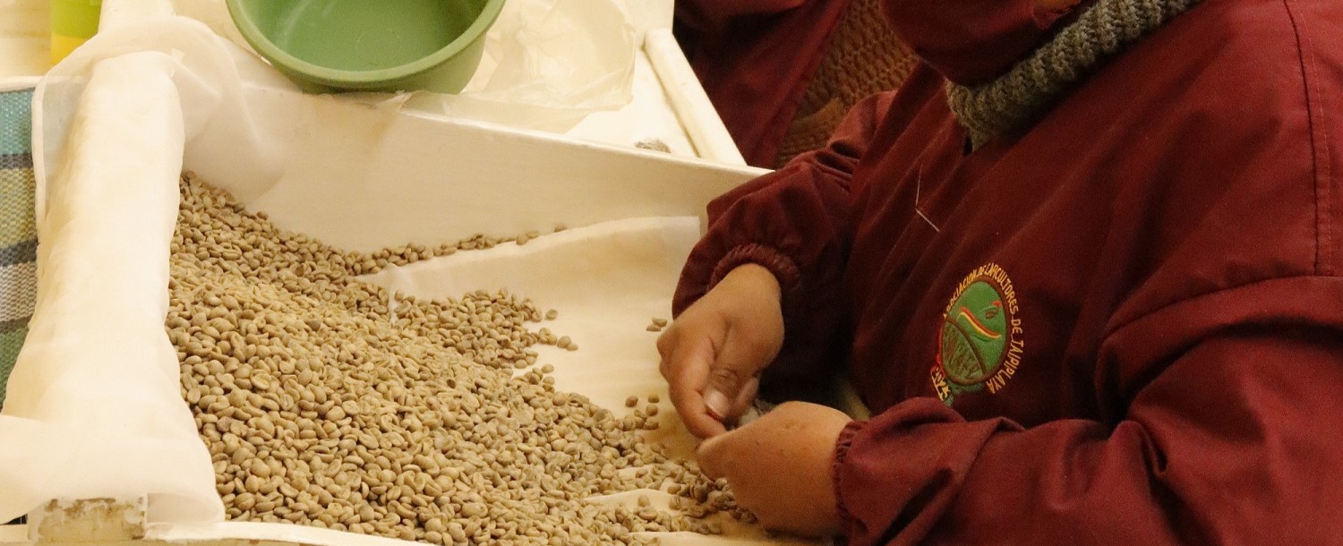 Green Coffee from Bolivia for home roasters
