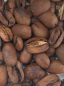 Preview: Pacamara geröstet