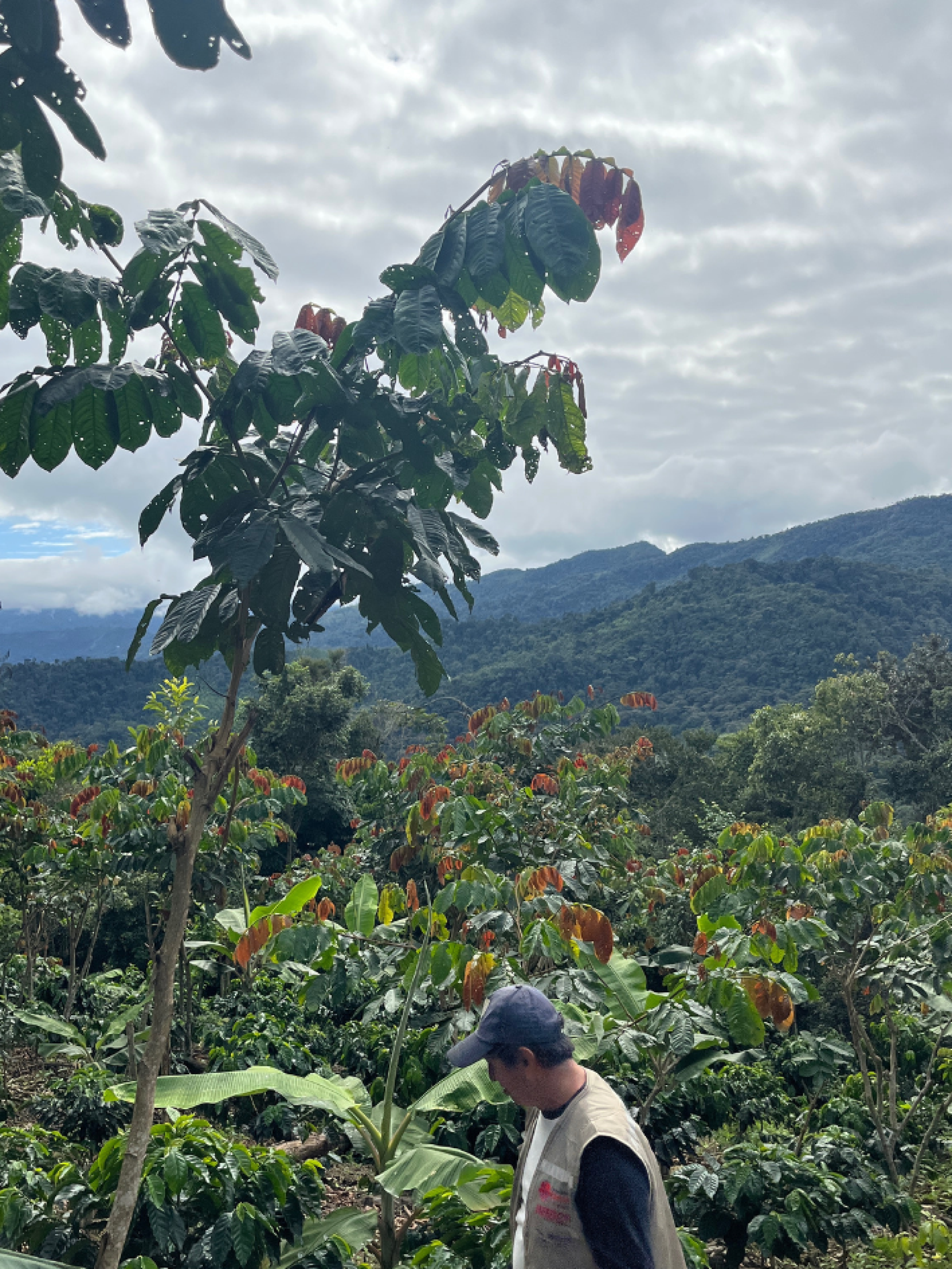Preview: Agroforstsystem Kaffee Finca Bolivien