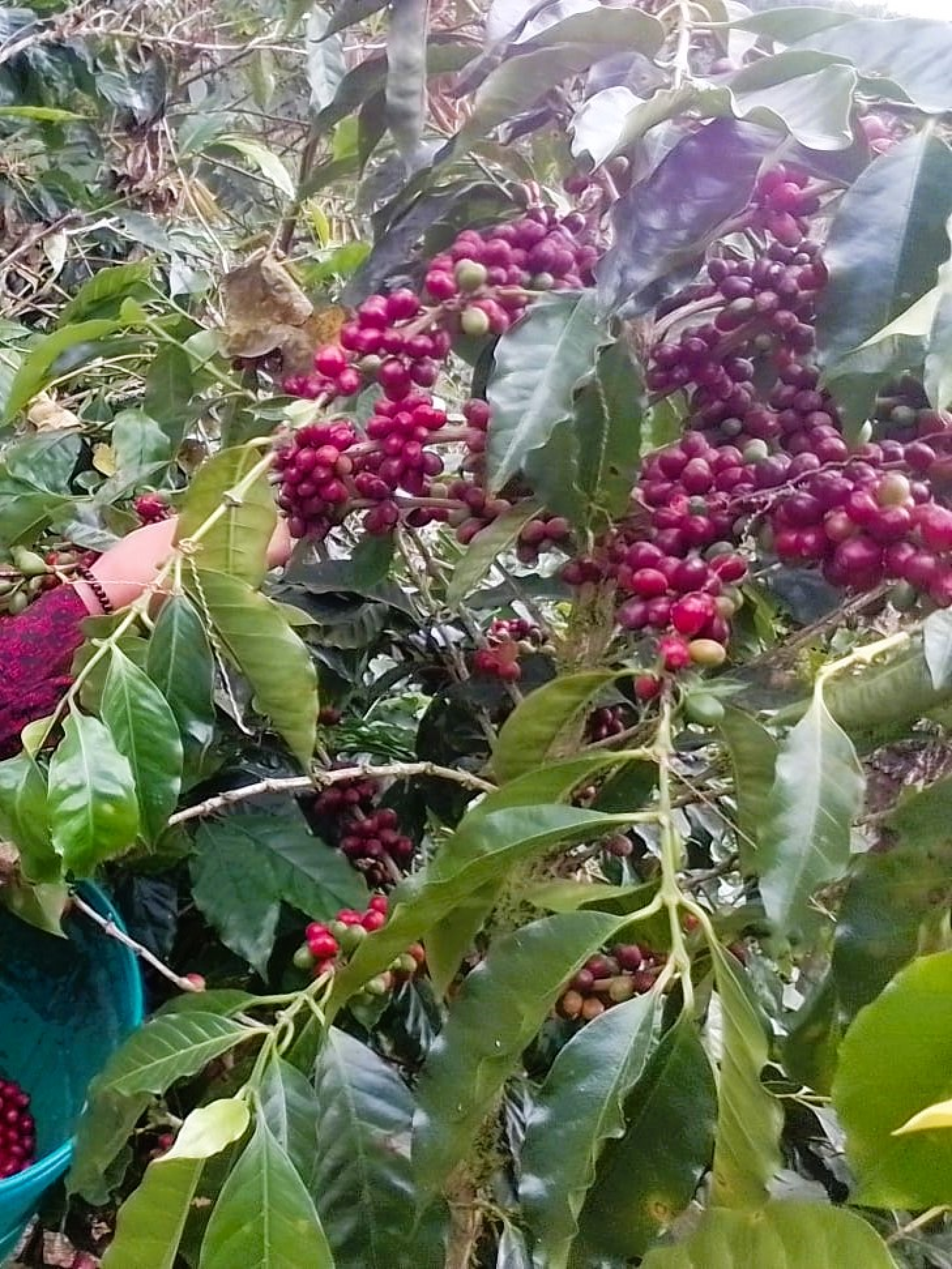 Preview: Catuai aus Agroforstsystem Bolivien Spezialitätenkaffee