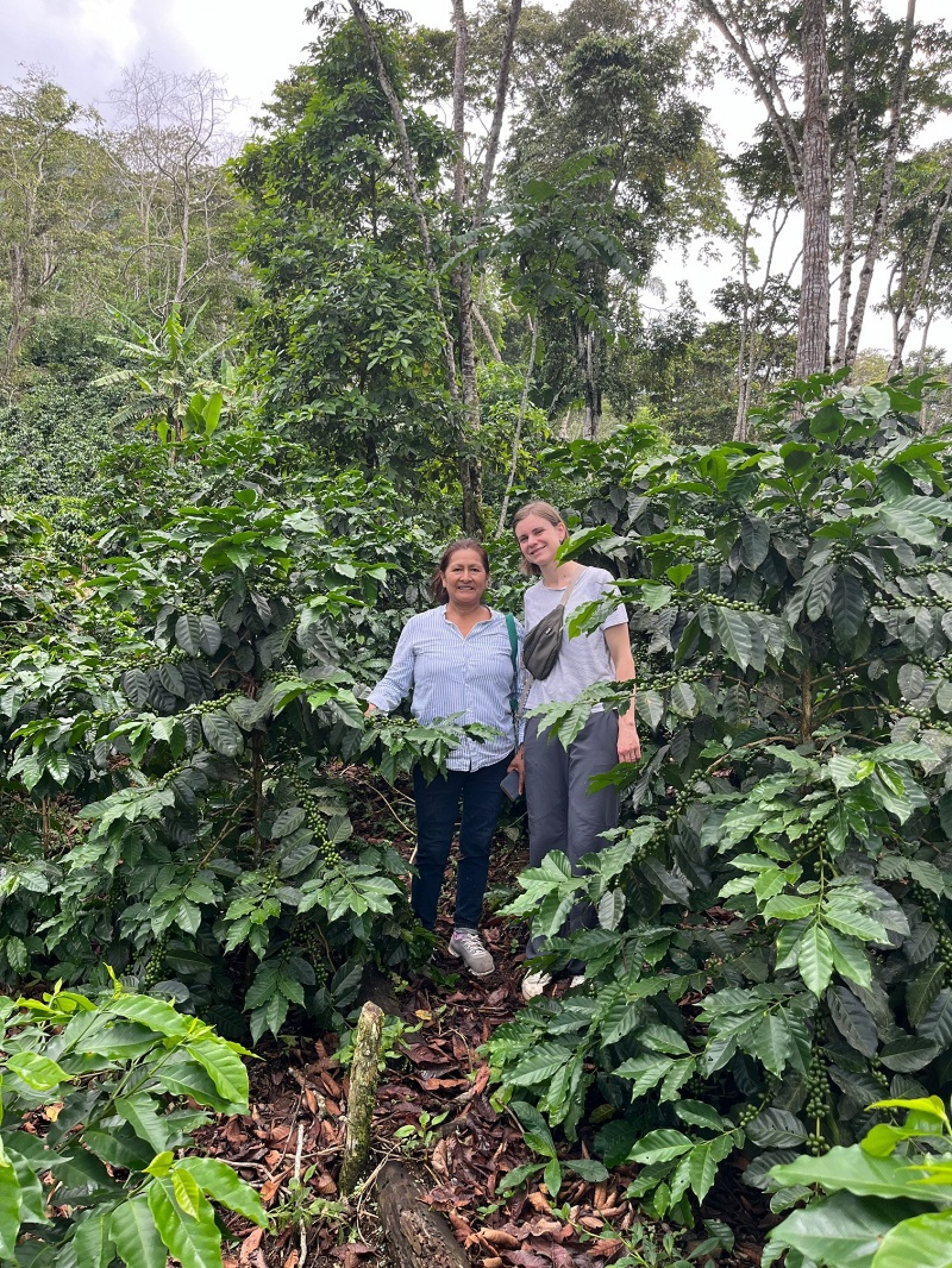 JUICY I CLEAN I PEACH I CARAMEL / Finca Monte Cielo Filter Roast BIO