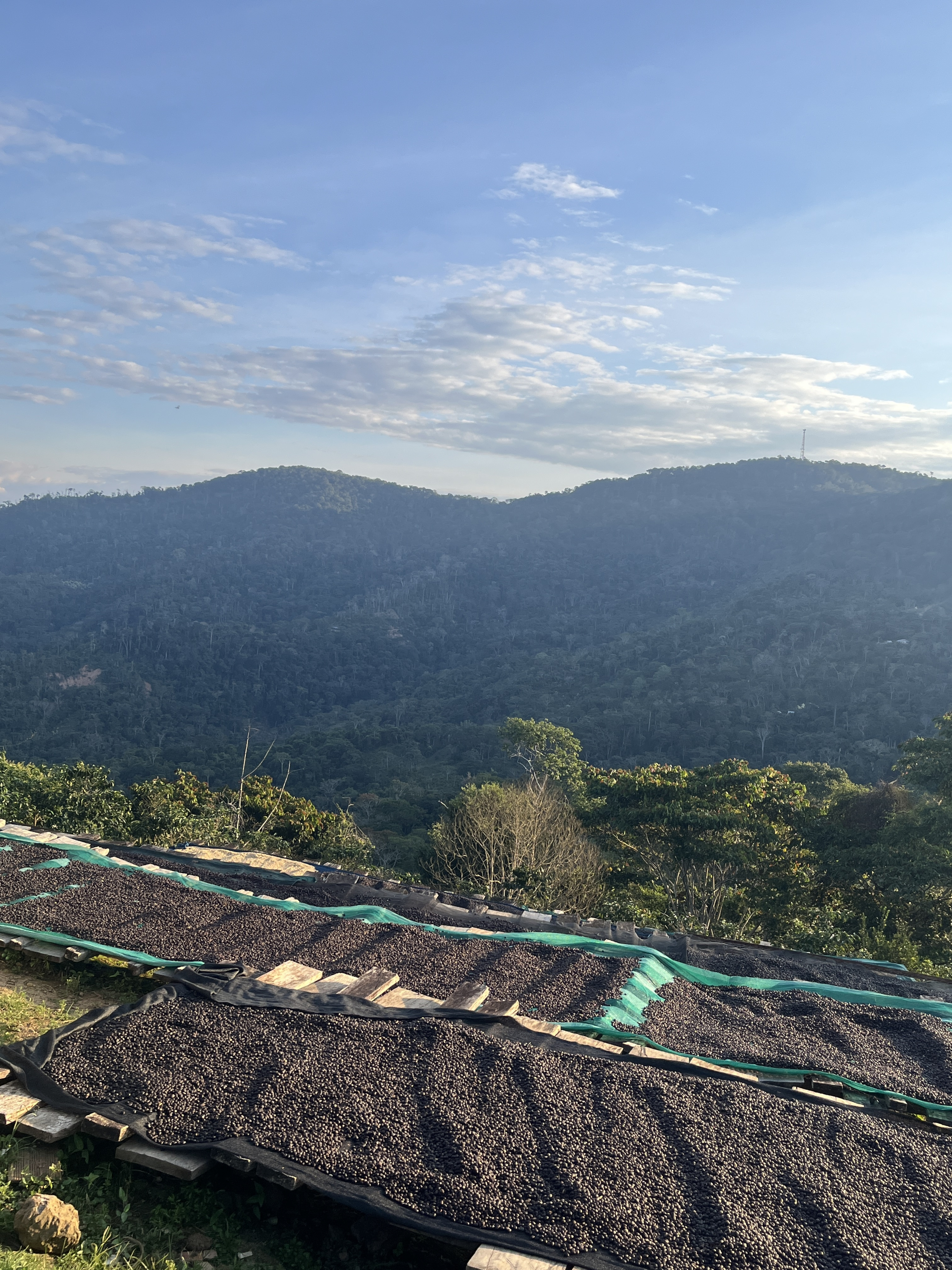 Rohkaffee Bolivien Geisha
