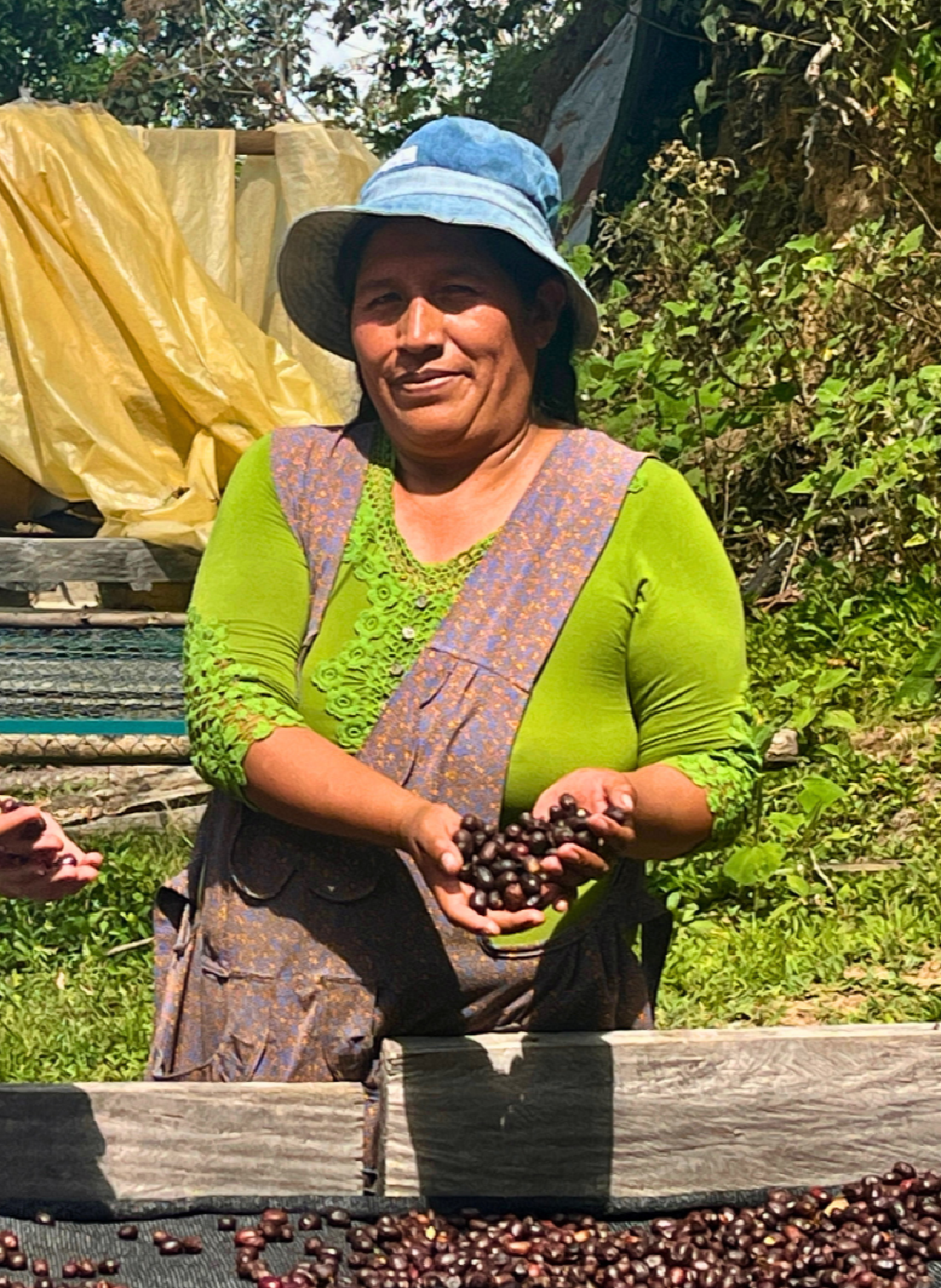 Pacamara Kaffee Bolivien